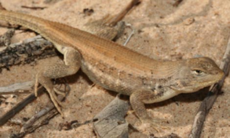 dunes sagebrush lizard